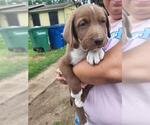 Small Labrador Retriever Mix