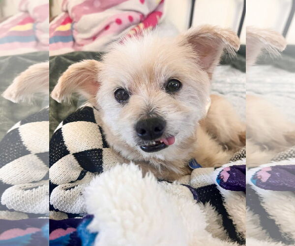 Medium Photo #2 Maltese-Unknown Mix Puppy For Sale in Corona, CA, USA