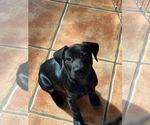 Small Labrador Retriever Mix