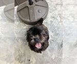 Small Photo #1 Shih Tzu Puppy For Sale in DADE CITY, FL, USA