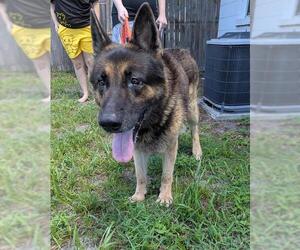 German Shepherd Dog Dogs for adoption in Palmetto, FL, USA