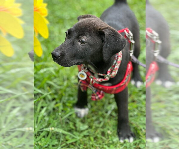 Medium Photo #4 Mutt Puppy For Sale in Candler, NC, USA
