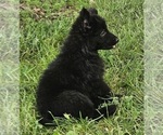 smokey - Male German Shepherd Dog Puppy for Sale - Photo #4