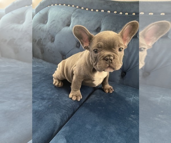 Medium Photo #31 French Bulldog Puppy For Sale in CALABASAS, CA, USA