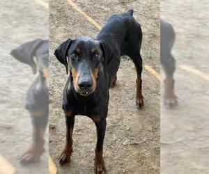 Doberman Pinscher Dogs for adoption in Riverside, CA, USA