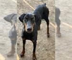 Small Doberman Pinscher
