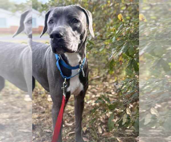Medium Photo #6 Mutt Puppy For Sale in Candler, NC, USA