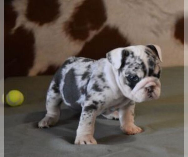 Medium Photo #7 English Bulldog Puppy For Sale in MARSHFIELD, MO, USA
