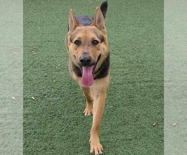 Medium Photo #10 Shepradors Puppy For Sale in Rockwall, TX, USA