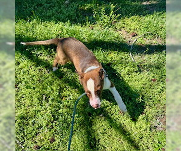 Medium Photo #1 Mutt Puppy For Sale in Sparta, TN, USA