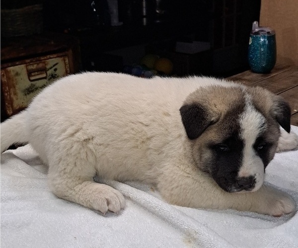 Medium Photo #1 Akita Puppy For Sale in ELLINGTON, MO, USA