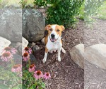 Small #2 Labrador Retriever Mix