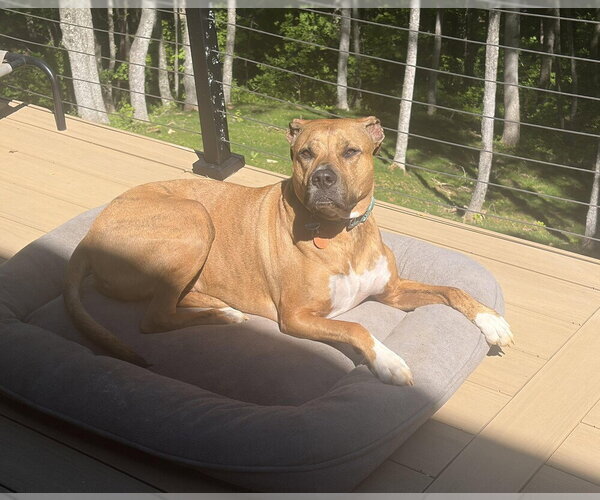 Medium Photo #4 Mutt Puppy For Sale in Candler, NC, USA
