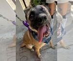 Small #4 German Shepherd Dog Mix