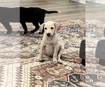 Small #2 Retriever  Mix