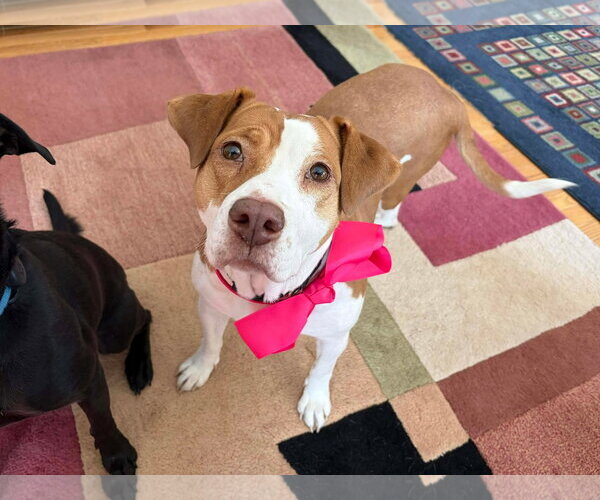 Medium Photo #16 Labrador Retriever-Unknown Mix Puppy For Sale in Derwood, MD, USA