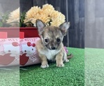 Small #5 Chihuahua
