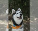 Small #1 Siberian Husky