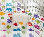 Small #2 Cavapoo (Miniature)-Poodle (Toy) Mix