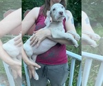 Small Photo #103 Great Dane Puppy For Sale in SPRAGGS, PA, USA