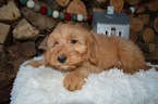 Small Doodle-Goldendoodle Mix