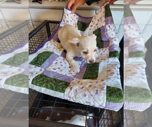 Mutt Puppy for sale in DOWNEY, CA, USA