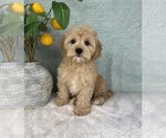 Small Photo #3 Cavapoo Puppy For Sale in FRANKLIN, IN, USA