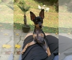 Small Photo #41 Miniature Pinscher Puppy For Sale in BULGER, PA, USA