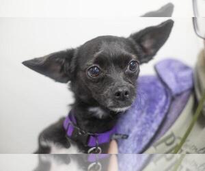 Chug Dogs for adoption in Mountain Home, AR, USA