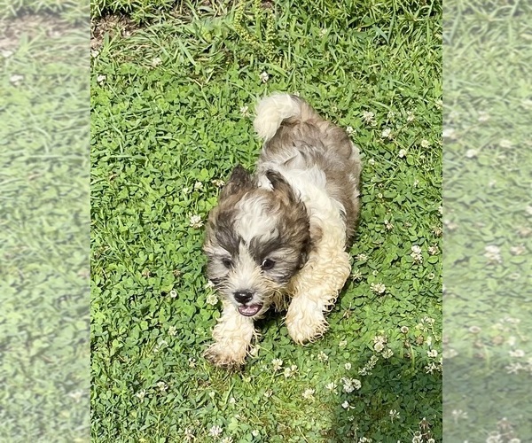 Medium Photo #6 Zuchon Puppy For Sale in MOUNT PLEASANT, MI, USA
