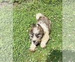 Small #5 Zuchon