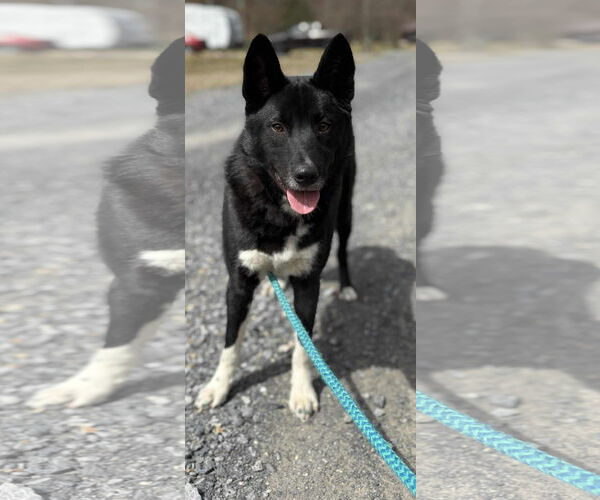 Medium Photo #1 Border Collie-Unknown Mix Puppy For Sale in Lewistown, PA, USA