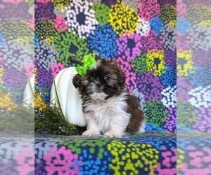 Shih Tzu Puppy for sale in HOLTWOOD, PA, USA