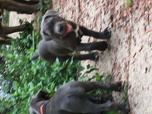Cane Corso Puppy for sale in SAINT LEONARD, MD, USA