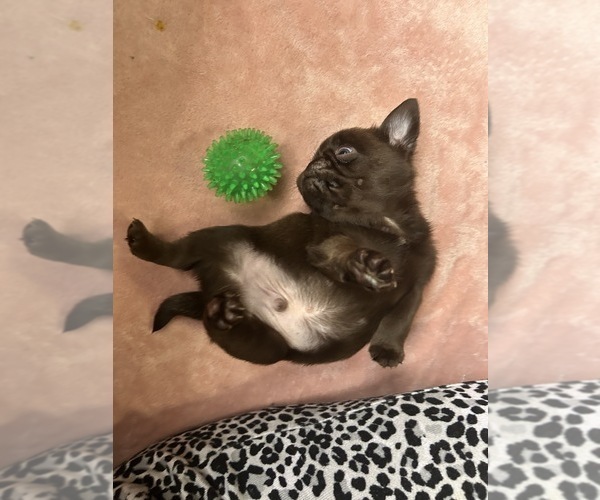 Medium Photo #71 Pug Puppy For Sale in BLOOMINGTON, IL, USA