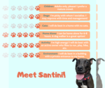 Small Photo #2 American Pit Bull Terrier-Labrador Retriever Mix Puppy For Sale in Boston, MA, USA