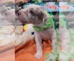 Small #2 Great Dane