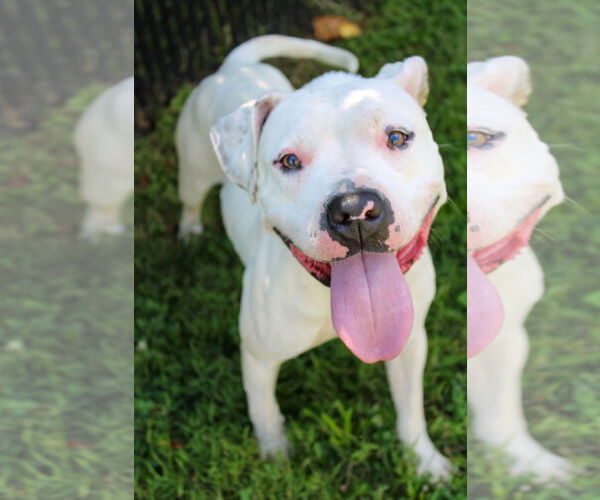 Medium Photo #1 American Pit Bull Terrier Puppy For Sale in St. Ann, MO, USA