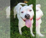 Small American Pit Bull Terrier