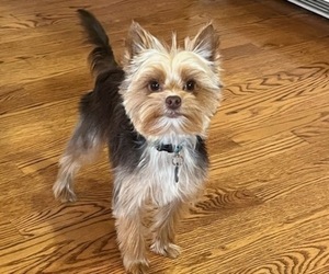 Father of the Yorkshire Terrier puppies born on 06/02/2025