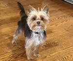 Small Photo #1 Yorkshire Terrier Puppy For Sale in EUSTIS, FL, USA