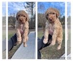 Puppy Austin Goldendoodle