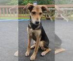 Small #4 Mutt