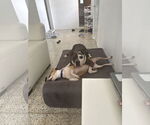 Small #5 Basenji-Retriever  Mix