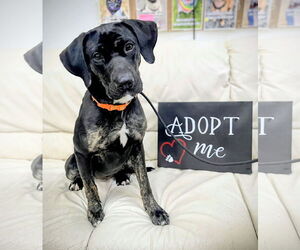 Labrador Retriever-Unknown Mix Dogs for adoption in Rockaway, NJ, USA