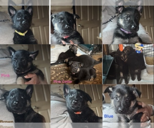 Medium Photo #1 German Shepherd Dog Puppy For Sale in SUMPTER TWP, MI, USA