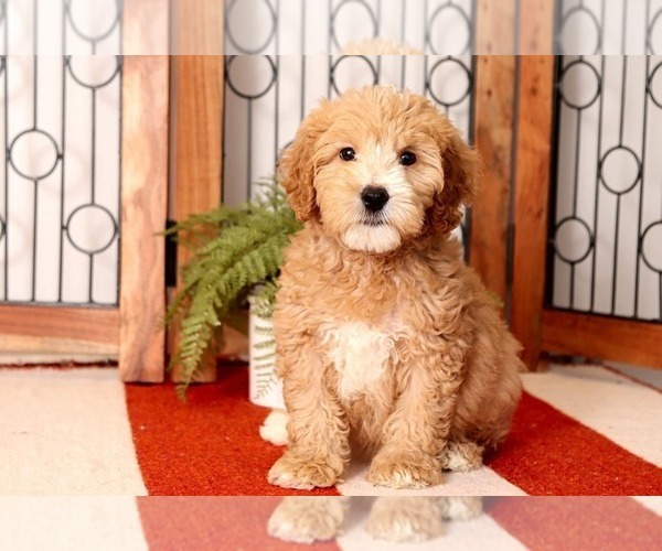 Medium Photo #1 Goldendoodle Puppy For Sale in NAPLES, FL, USA