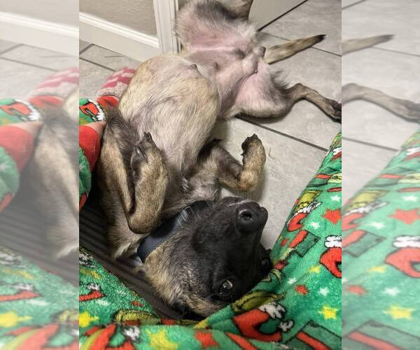 Medium Photo #1 Mutt Puppy For Sale in Imlay City, MI, USA