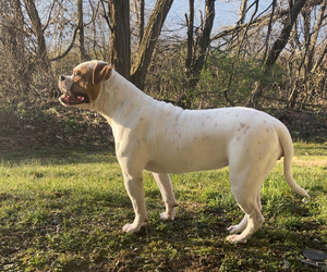 American Bulldog Puppy for sale in RIVERSIDE, NJ, USA
