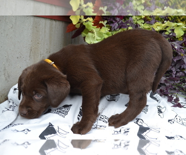 Medium Photo #10 Labrador Retriever Puppy For Sale in GREENWOOD, WI, USA